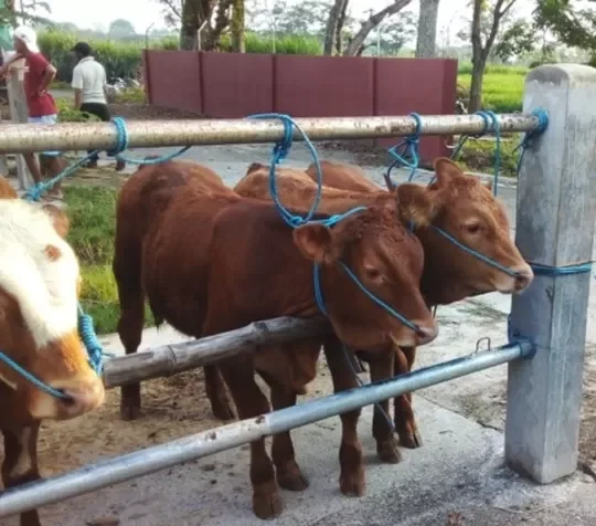 Pasar Hewan Maospati Bakal Digusur Menjauhi Kampus UNESA Magetan.