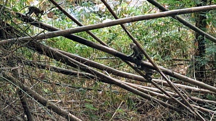 Kawanan Kera Turun Gunung, Dinkes Magetan Minta Waspadai Virus Cacar Monyet.